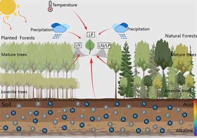Leaf nutrient traits of planted forests demonstrate a heightened sensitivity to environmental changes compared to natural forests